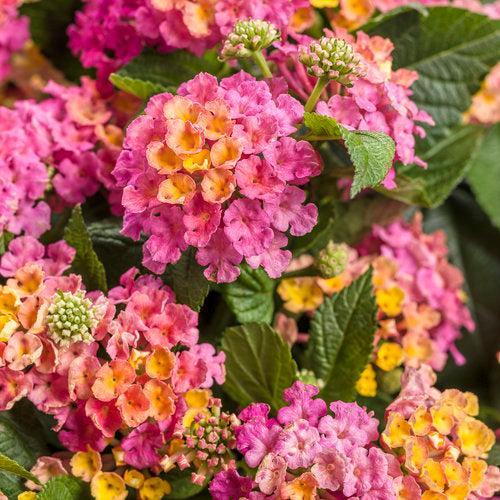 Lantana camara 'DLANTAN95' ~ PW® Luscious® Royale Cosmo Lantana-ServeScape