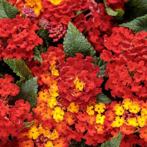 Lantana camara 'UF-1013-1' ~ PW® Luscious® Royale Red Zone™ Lantana-ServeScape