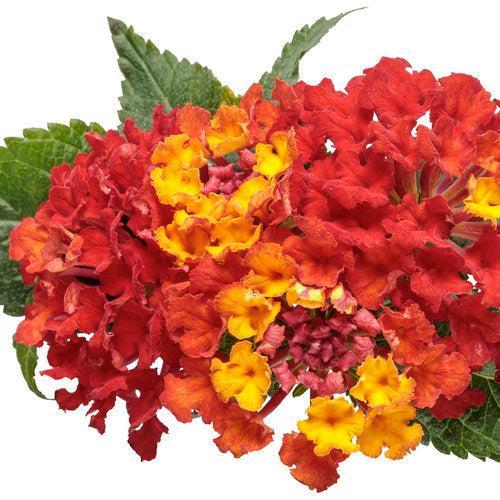 Lantana camara 'UF-1013-1' ~ PW® Luscious® Royale Red Zone™ Lantana-ServeScape