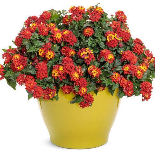 Lantana camara 'UF-1013-1' ~ PW® Luscious® Royale Red Zone™ Lantana-ServeScape