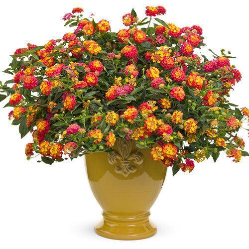 Lantana camara 'LAN 876' PP23,919 ~ PW® Luscious® Berry Blend™ Lantana-ServeScape