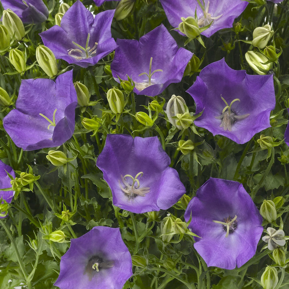 Campanula carpatica 'Pristar Deep Blue' ~ Monrovia® Pristar™ Deep Blue Bellflower-ServeScape