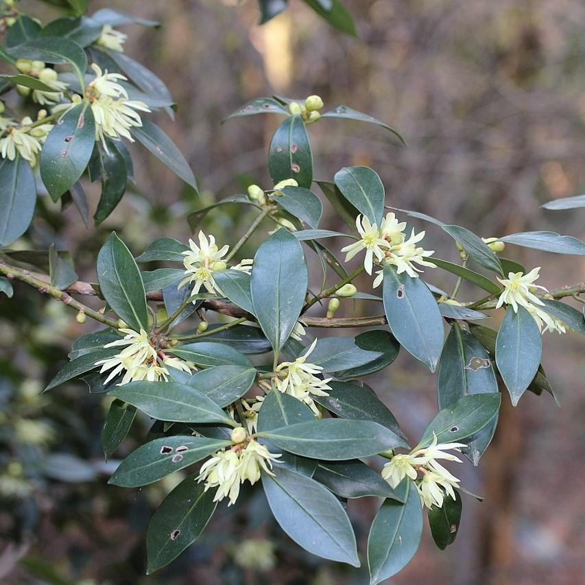Illicium parviflorum ~ Monrovia® Ocala Anise, Yellow Anise-ServeScape