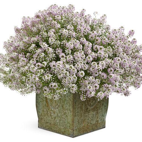 Lobularia maritimum 'Inlbublupr' PP24,516 ~ PW® Blushing Princess® Sweet Alyssum-ServeScape