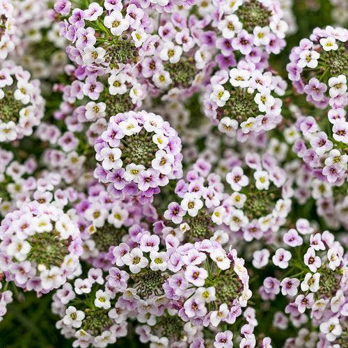 Lobularia maritimum 'Inlbublupr' PP24,516 ~ PW® Blushing Princess® Sweet Alyssum-ServeScape