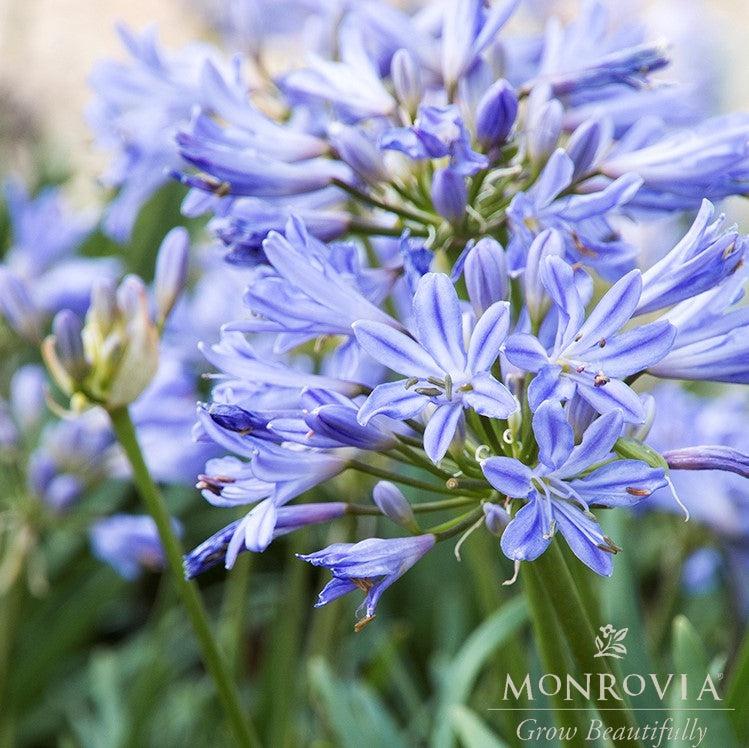 Agapanthus 'Benfran' ~ Monrovia® Baby Pete™ Lily of the Nile, Agapanthus-ServeScape