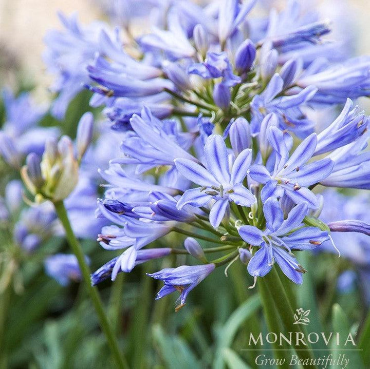 Agapanthus 'Benfran' ~ Monrovia® Baby Pete™ Lily of the Nile, Agapanthus-ServeScape