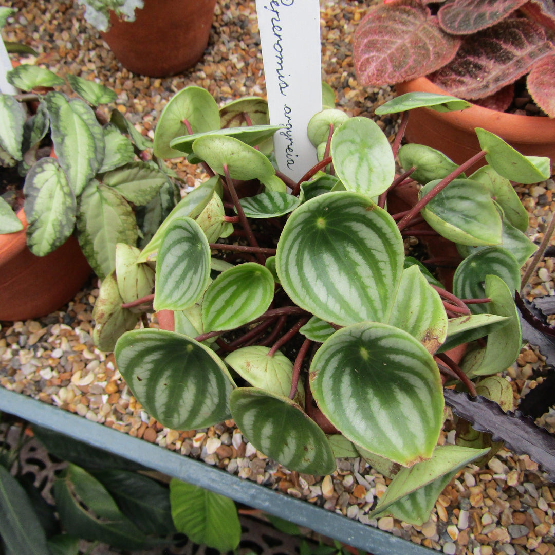 Peperomia Argyrela ~ Monrovia® Watermelon Peperomia-ServeScape