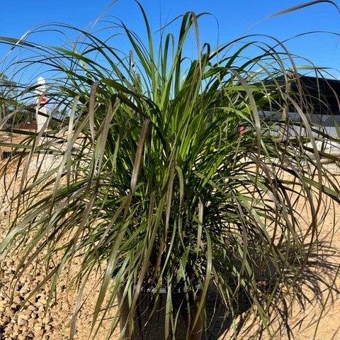 Pennisetum setaceum 'Rubrum' ~ Monrovia® Graceful Grasses® Purple Fountain Grass, Red Fountain Grass-ServeScape