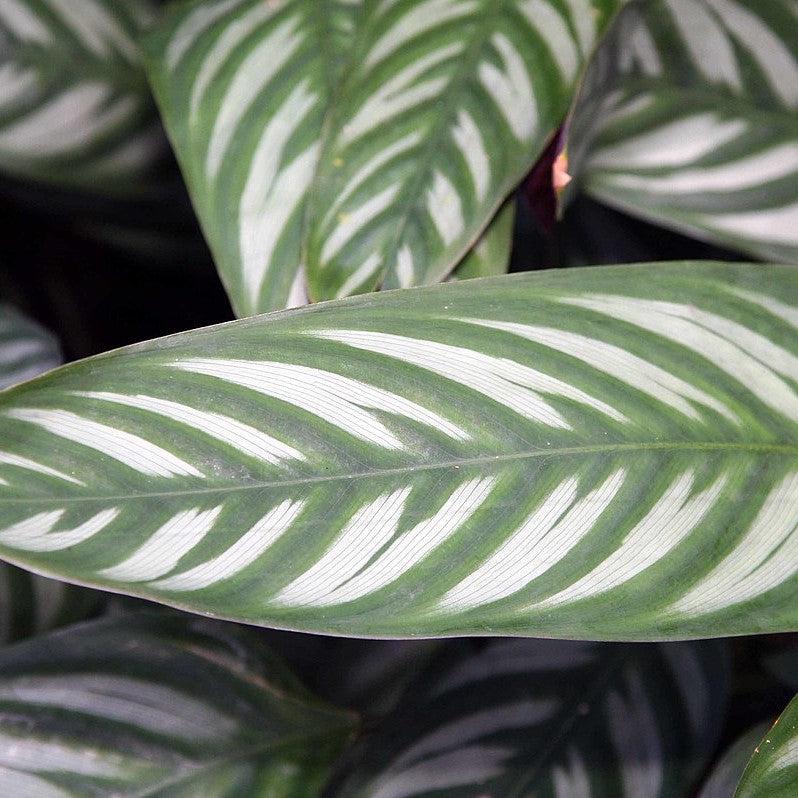 Ctenanthe setosa ~ Monrovia® Never Never Plant-ServeScape