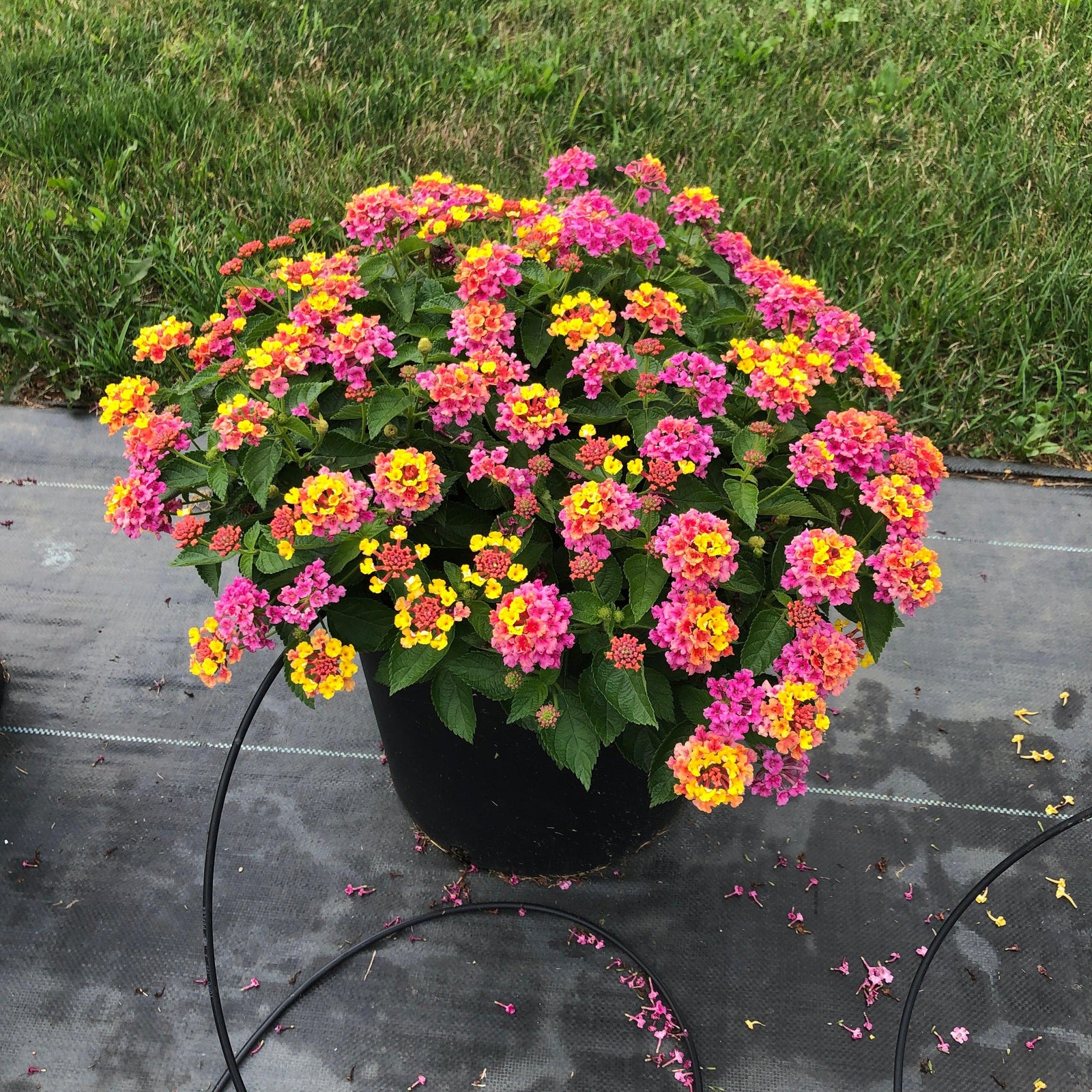 Lantana camara 'LANZ0001' PP #23,340 ~ Monrovia® Bandana® Rose Lantana-ServeScape