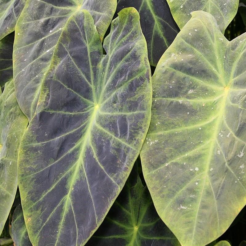 Colocasia esculenta 'Illustris' ~ Monrovia® Illustris Elephant Ear, Taro-ServeScape
