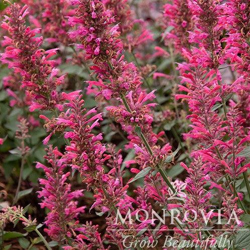 Agastache 'Morello' PP #29,527' ~ Monrovia® Morello Hyssop-ServeScape