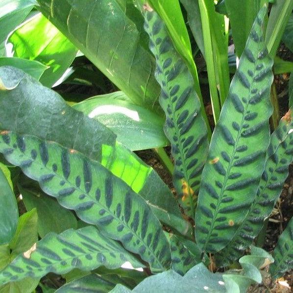 Calathea lancifolia ~ Monrovia® Rattlesnake Plant-ServeScape