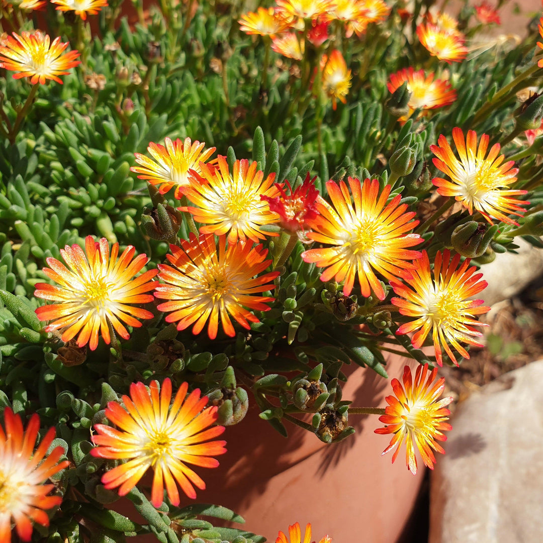 Delosperma cooperi 'Delmara Orange' ~ Monrovia® Delmara™ Orange Ice Plant-ServeScape