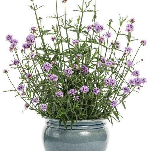 Verbena bonariensis 'INVEBPUTOW' ~ PW® Meteor Shower® Verbena-ServeScape