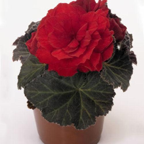 Begonia x tuberhybrida 'Nonstop Mocca Scarlet' ~ Nonstop® Mocca Scarlet Begonia-ServeScape