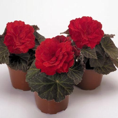 Begonia x tuberhybrida 'Nonstop Mocca Scarlet' ~ Nonstop® Mocca Scarlet Begonia-ServeScape