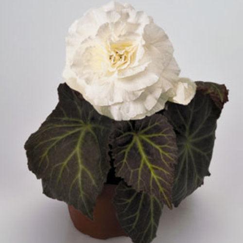 Begonia x tuberhybrida 'Nonstop Mocca White' ~ Nonstop® Mocca White Begonia-ServeScape