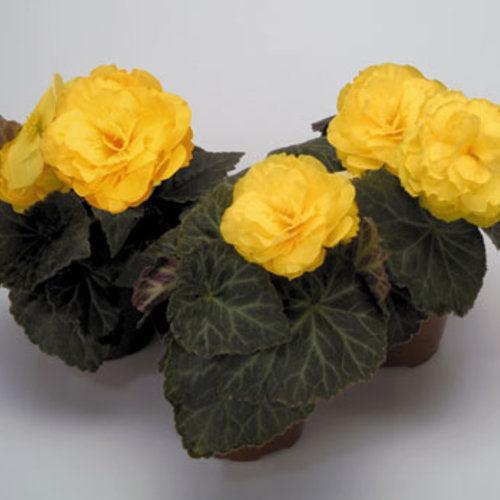 Begonia x tuberhybrida 'Nonstop Mocca Yellow' ~ Nonstop® Mocca Yellow Begonia-ServeScape