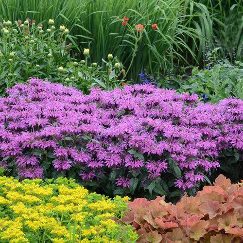 Monarda 'Leading Lady Plum' PP26,447 ~ PW® Leading Lady Plum Bee Balm-ServeScape