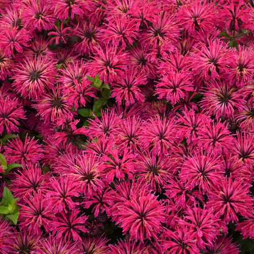 Monarda 'Leading Lady Razzberry' PP34130 ' ~ PW® Leading Lady Razzberry Bee Balm-ServeScape