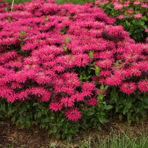 Monarda 'Leading Lady Razzberry' PP34130 ' ~ PW® Leading Lady Razzberry Bee Balm-ServeScape