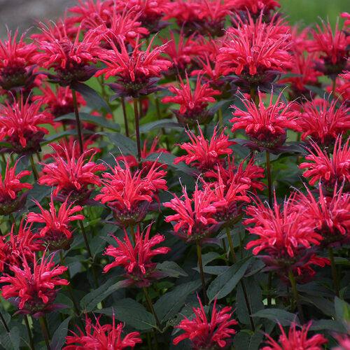 Monarda 'Red Velvet' ~ PW® Upscale® Red Velvet Bee Balm-ServeScape