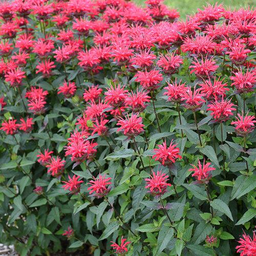 Monarda 'Red Velvet' ~ PW® Upscale® Red Velvet Bee Balm-ServeScape