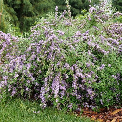 Buddleia alternifolia 'Mop Top’ ~ Mop Top™ Fountain Butterfly Bush-ServeScape