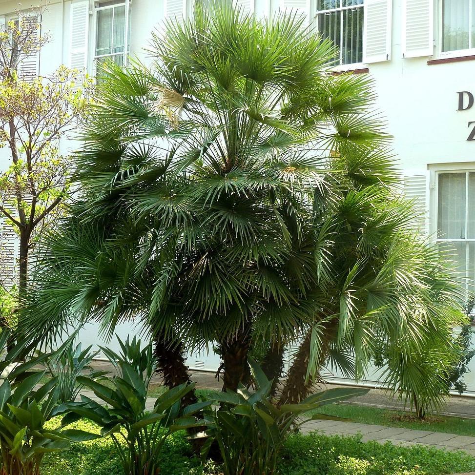Chamaerops humilis ~ Monrovia® European Fan Palm-ServeScape