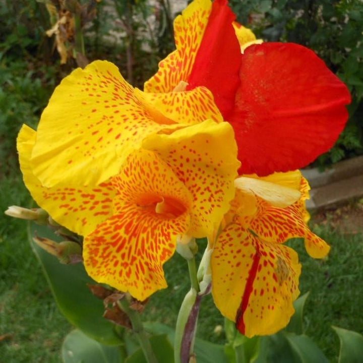 Canna x generalis 'Cleopatra' ~ Monrovia® Cleopatra Canna Lily-ServeScape