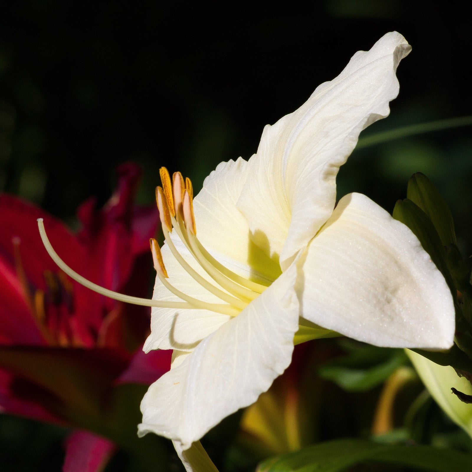 Hemerocallis 'Purely' ~ Purely Daylily-ServeScape