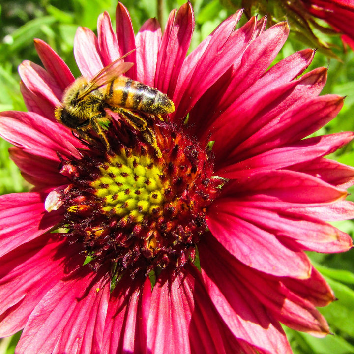 Echinacea 'Sweet Fuchsia' ~ SunSeekers® Sweet Fuchsia Coneflower-ServeScape