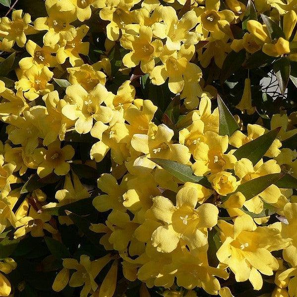 Gelsemium sempervirens & Gelsemium rankinii ~ Monrovia® Double Shot® Swamp Jessamine-ServeScape