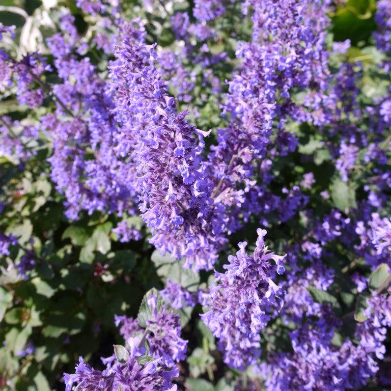 Nepeta grandiflora 'Summer Magic' ~ Summer Magic Catmint-ServeScape