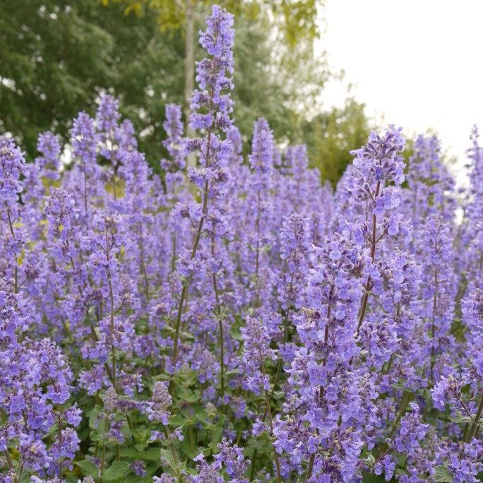 Nepeta grandiflora 'Summer Magic' ~ Summer Magic Catmint-ServeScape