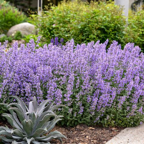 Nepeta faassenii 'Cat's Meow' ~ Cat's Meow Catmint-ServeScape