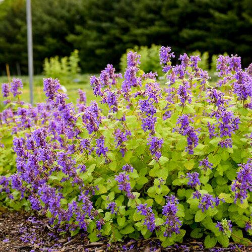 Nepeta ‘Chartreuse on the Loose’ ~ Chartreuse on the Loose Catmint-ServeScape