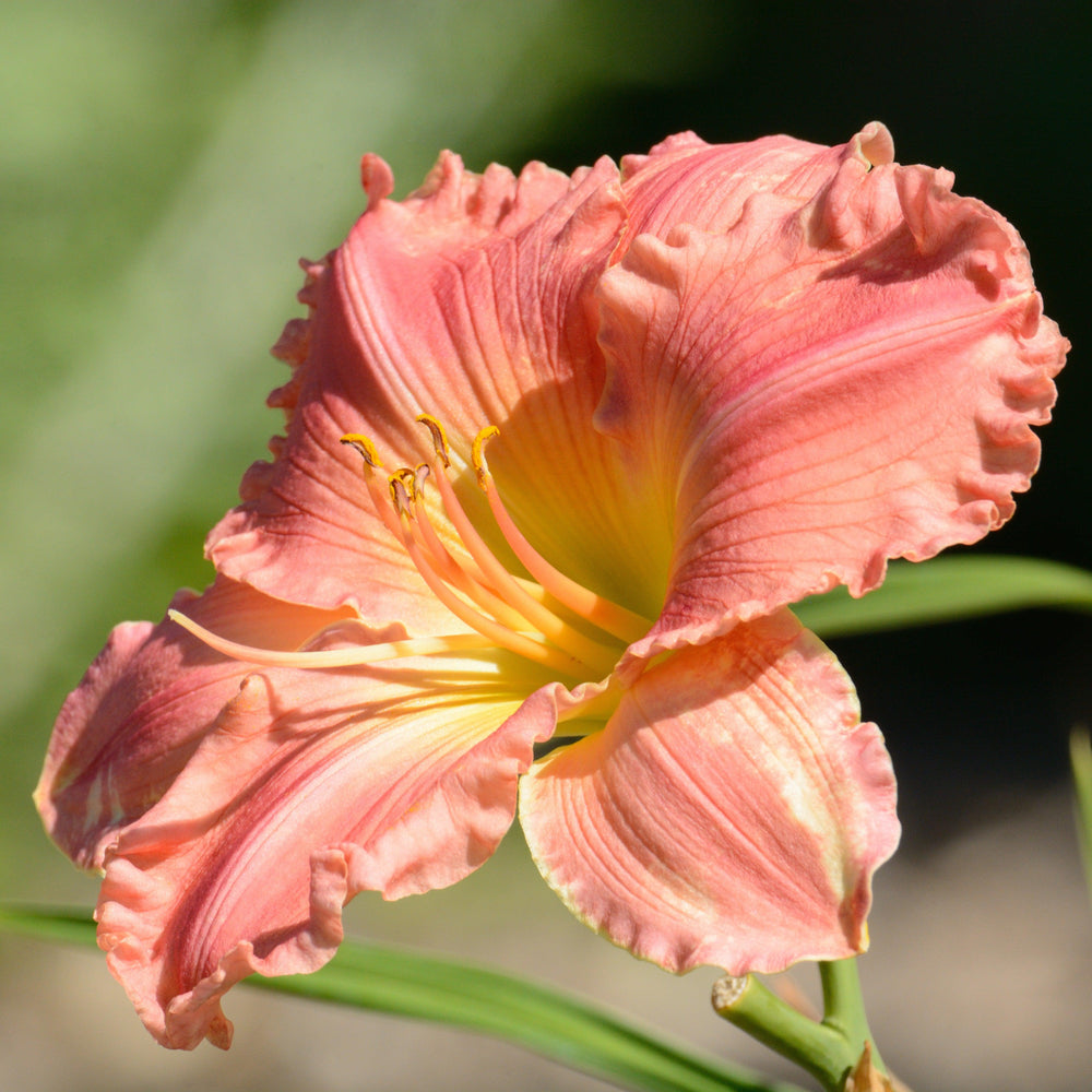 Hemerocallis fulva 'DHEMCORAL' ~ Monrovia® Endlesslily® Coral Daylily-ServeScape
