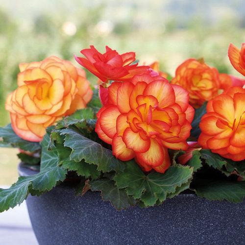 Begonia x tuberhybrida 'Nonstop Fire' ~ Nonstop® Fire Begonia-ServeScape