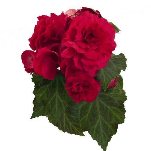 Begonia x tuberhybrida 'Nonstop Deep Rose' ~ Nonstop® Deep Rose Begonia-ServeScape
