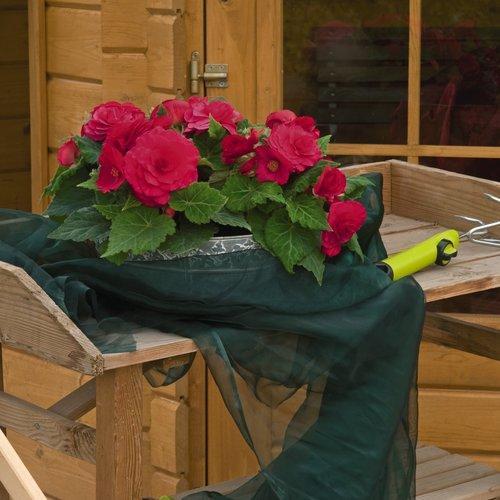 Begonia x tuberhybrida 'Nonstop Deep Rose' ~ Nonstop® Deep Rose Begonia-ServeScape
