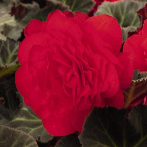 Begonia x tuberhybrida 'Nonstop Mocca Cherry' ~ Nonstop® Mocca Cherry Begonia-ServeScape