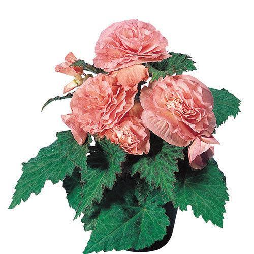 Begonia x tuberhybrida 'Nonstop Pink' ~ Nonstop® Pink Begonia-ServeScape