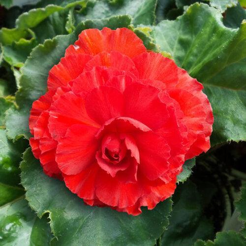 Begonia x tuberhybrida 'Nonstop Red' ~ Nonstop® Red Begonia-ServeScape