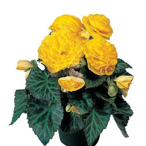 Begonia x tuberhybrida 'Nonstop Yellow' ~ Nonstop® Yellow Begonia-ServeScape
