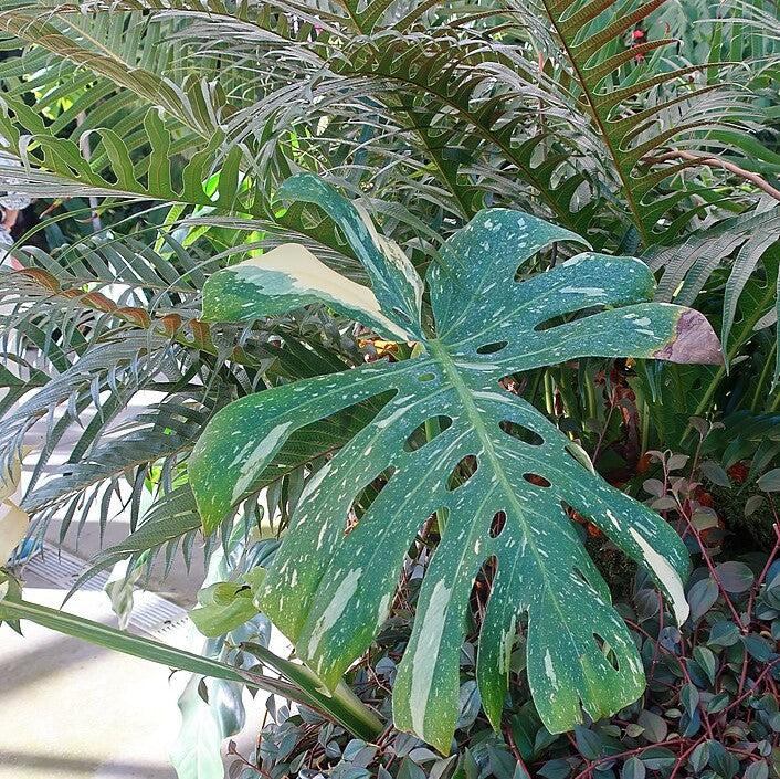 Monstera deliciosa 'Thai Constellation' ~ Monrovia® Thai Constellation Monstera-ServeScape