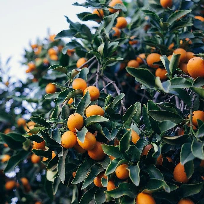 Fortunella crassifolia 'Meiwa' ~ Meiwa Kumquat-ServeScape