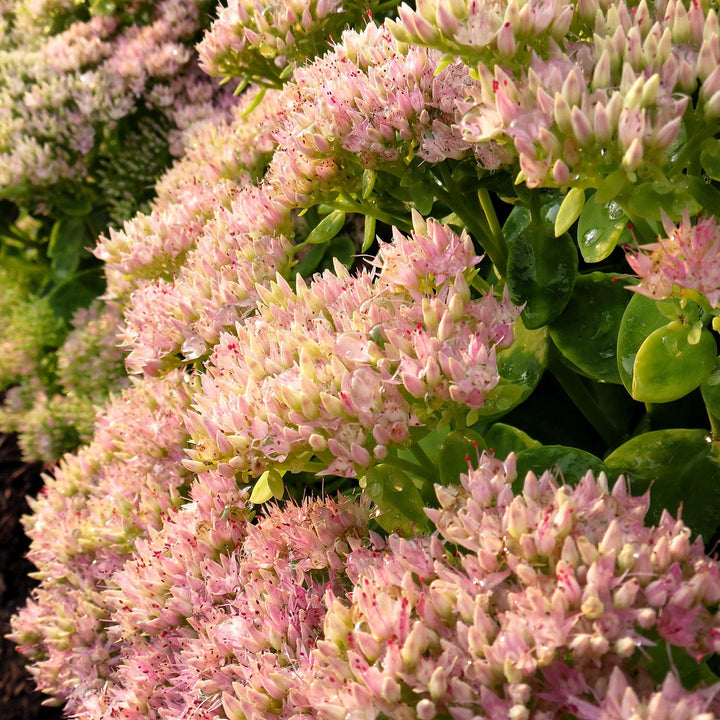 Sedum spectabile 'Crystal Pink' ~ Monrovia® Crystal Pink Sedum-ServeScape